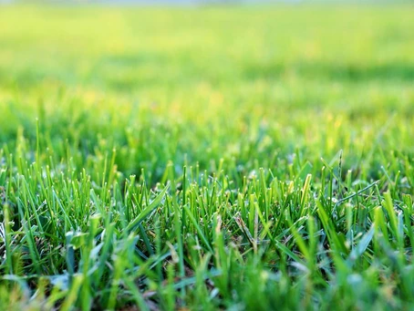 Manicured Grass