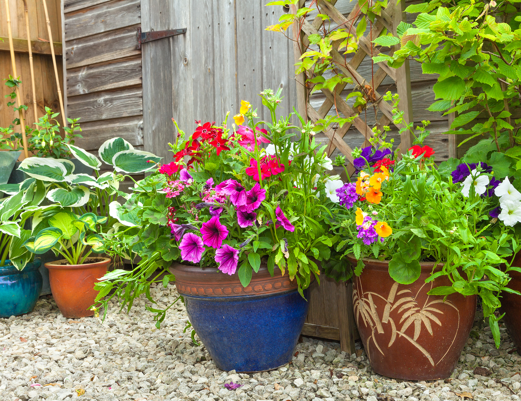 Garden shed hidden by potted plants