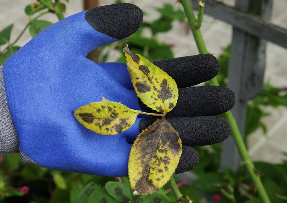 Gloved hand holds diseased plant leaf to identify the ornamental health care needs of plant in Venice Florida