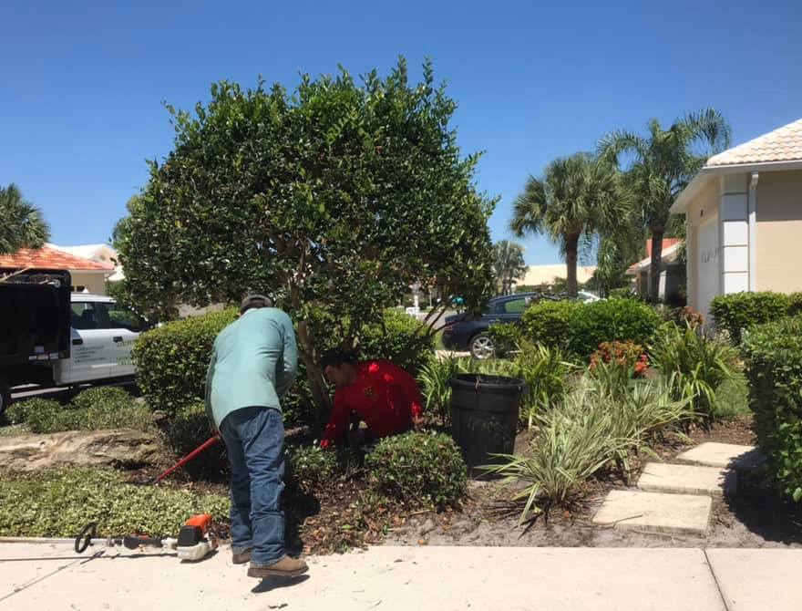 Landscaper cleans up yard while performing landscape maintenance in residential yard in Sarasota Florida