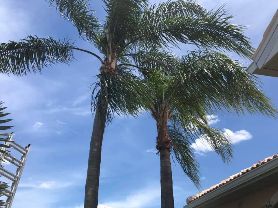 Palm trees after professional palm trimming service in Venice Island Florida