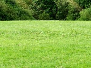 Lush green lawn after applying the lawn care secret of grass cycling