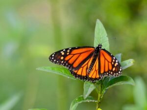 Monarch butterfly in backyard butterfly garden