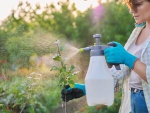Woman sprays plants with neem oil solution, one of many natural pest control plants for your lawn and garden